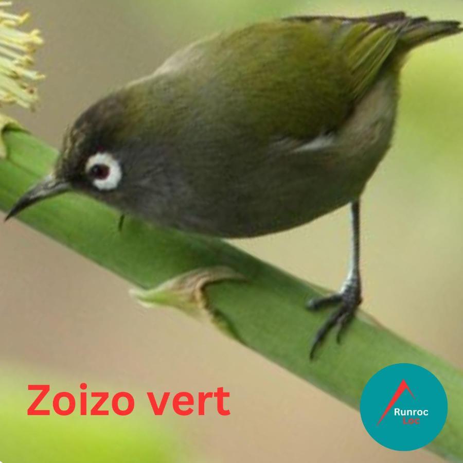 Zoizo Vert - Studio Au Calme Avec Jardin - St Leu Saint-Leu Exteriör bild